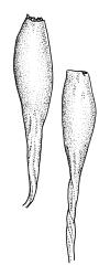 Macromitrium ligulare, capsules, dry.
 Image: R.C. Wagstaff © All rights reserved. Redrawn with permission from Vitt (1983). 